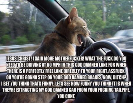 road-rage-feline